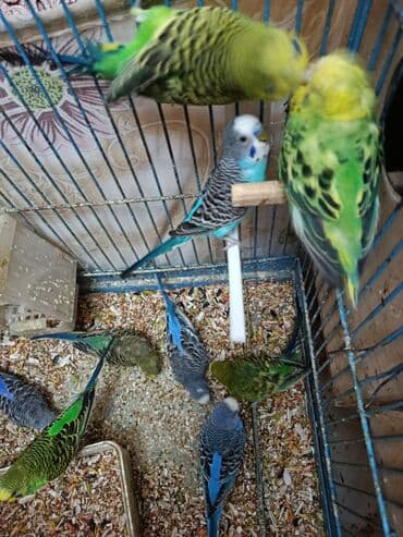 Xanım və cənablar üçün dalmatian zolaqlı və parlaq rəngli dalğıç lalafo.az -da Xanım və cənablar üçün dalmatian zolaqlı və parlaq rəngli dalğıç