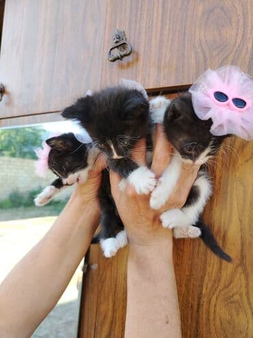 Erkək, Dişi, Yaxşı əllərə, Pulsuz çatdırılma lalafo.az -da Erkək, Dişi, Yaxşı əllərə, Pulsuz çatdırılma