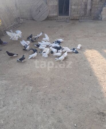 Salam göyərçin satılır biri 4 manat sağlam heyvanlardı içlərində lalafo.az -da Salam göyərçin satılır biri 4 manat sağlam heyvanlardı içlərində