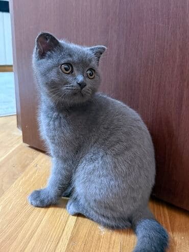 Britan yastı qulaq, Erkək lalafo.az -da Britan yastı qulaq, Erkək