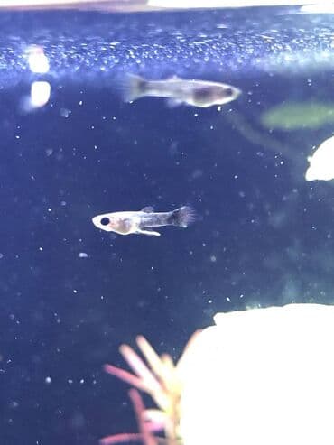 Guppi balaları satıram. Ölçüsündən asılı olmayaraq 1 azn. 4 ədəd lalafo.az -da Guppi balaları satıram. Ölçüsündən asılı olmayaraq 1 azn. 4 ədəd