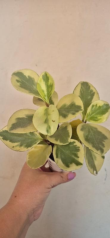 Variegatlı (Gold) Peperomiya (Peperomia obtusifolia ‘Variegata’) – lalafo.az -da — 1 Variegatlı (Gold) Peperomiya (Peperomia obtusifolia ‘Variegata’) – — 1