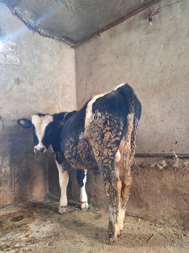 Əsil damazlıq danadı erkəydi lalafo.az -da — 3 Əsil damazlıq danadı erkəydi — 3