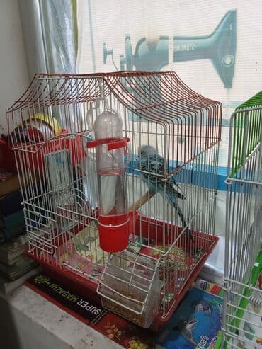 Tutuquşu 1 ri qəfəsle 25 man . cütü qəfəs aksessuarlari ilə birlikdə lalafo.az -da Tutuquşu 1 ri qəfəsle 25 man . cütü qəfəs aksessuarlari ilə birlikdə