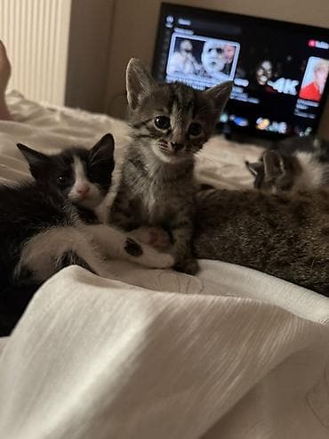MEHRİBAN BALALARA ETİBARLI YUVA AXTARILIR! 🐾 Bu şirin balalar öz yeni lalafo.az -da MEHRİBAN BALALARA ETİBARLI YUVA AXTARILIR! 🐾 Bu şirin balalar öz yeni