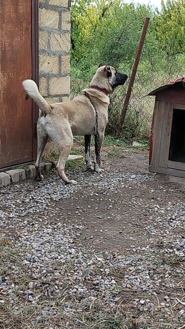 Qurdbasar, 2 il, Erkek, Ödənişli çatdırılma lalafo.az -da Qurdbasar, 2 il, Erkek, Ödənişli çatdırılma