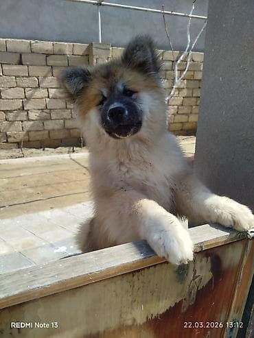 Akita-inu, 3 ay, Dişi, Peyvəndli lalafo.az -da Akita-inu, 3 ay, Dişi, Peyvəndli