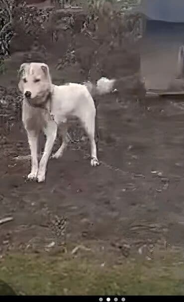 Qurdbasar, 1 il, Erkek, Pulsuz çatdırılma lalafo.az -da Qurdbasar, 1 il, Erkek, Pulsuz çatdırılma