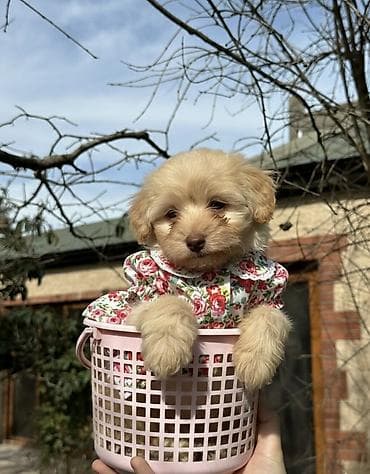 Malta bolonka, 2 ay, Dişi lalafo.az -da Malta bolonka, 2 ay, Dişi