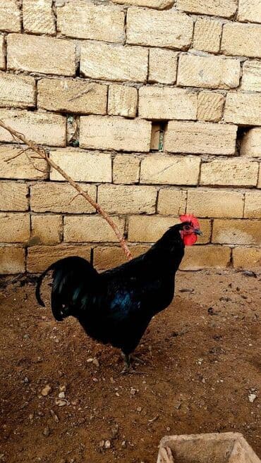 🐥 Cücə və yumurta satışı 🥚 Təmiz qan Avstralop (alman sortu) lalafo.az -da 🐥 Cücə və yumurta satışı 🥚 Təmiz qan Avstralop (alman sortu)