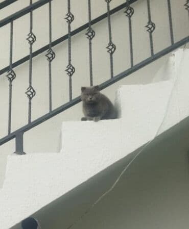 Şotland yastı qulaq, Yaxşı əllərə lalafo.az -da Şotland yastı qulaq, Yaxşı əllərə