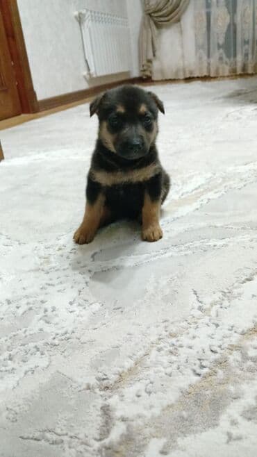 Alman çoban iti, Peyvəndli lalafo.az -da Alman çoban iti, Peyvəndli