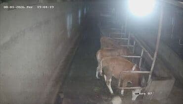 Süd və ət istiqamətli mal-qara – fermada yemləmə yerində saxlanılır lalafo.az -da Süd və ət istiqamətli mal-qara – fermada yemləmə yerində saxlanılır