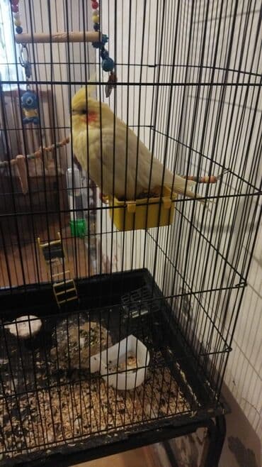 Salam erkey papuqay satiram sort karella di mahnilarda oxuyur kim lalafo.az -da Salam erkey papuqay satiram sort karella di mahnilarda oxuyur kim