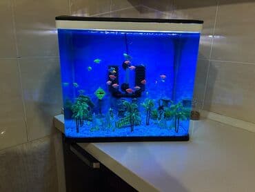 250 manat unvandan teslım teze elave das aksesuar hava fıltırları lalafo.az -da 250 manat unvandan teslım teze elave das aksesuar hava fıltırları