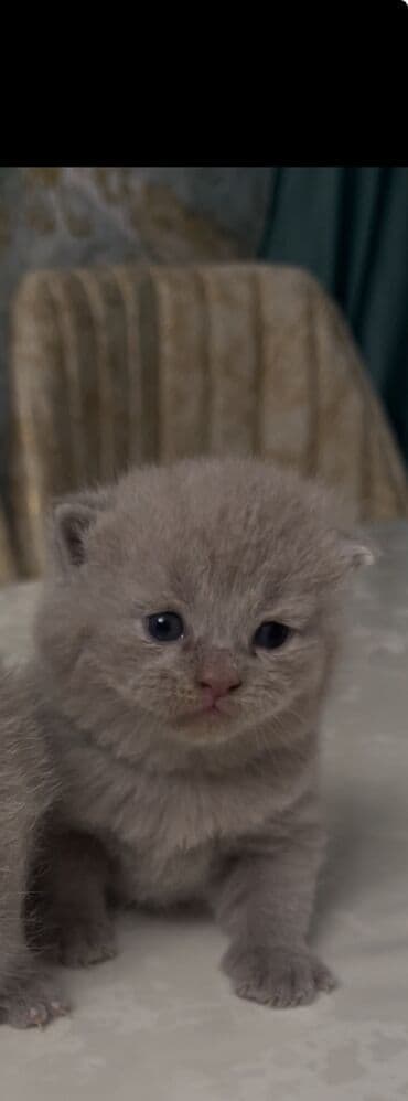 Şotland, Dişi, Erkək lalafo.az -da Şotland, Dişi, Erkək