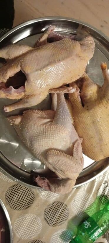 Salam ördek satilir temiz kənd şeraytinde böydülmş kesilib hazir 16 lalafo.az -da Salam ördek satilir temiz kənd şeraytinde böydülmş kesilib hazir 16