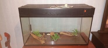 Akvaryum komplekti - Ölçü təxmini: uzunluq 80–90 sm, hündürlük 40–45 lalafo.az -da Akvaryum komplekti - Ölçü təxmini: uzunluq 80–90 sm, hündürlük 40–45