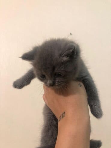 Məhsul: Pişik balaları Təsvir: - Şəkillərdə boz (bərk-boz rəngli) lalafo.az -da Məhsul: Pişik balaları Təsvir: - Şəkillərdə boz (bərk-boz rəngli)