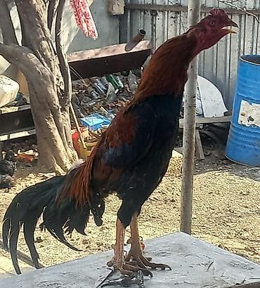 Xoruz, Heyratı, il: 1 lalafo.az -da Xoruz, Heyratı, il: 1