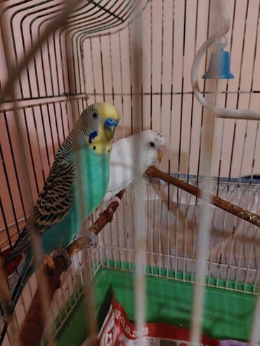 1 cüt yumurtlayan tutuquşu satılır təcili. Yalnız quşlar 30manata lalafo.az -da 1 cüt yumurtlayan tutuquşu satılır təcili. Yalnız quşlar 30manata