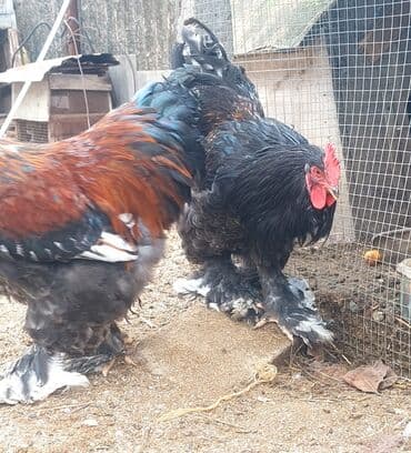 Toyuq, Brama, Damazlıq lalafo.az -da Toyuq, Brama, Damazlıq