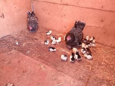 Yaponka cuceleri var satiwda3. 4 gunlukduler yumurta wekeryemle lalafo.az -da Yaponka cuceleri var satiwda3. 4 gunlukduler yumurta wekeryemle