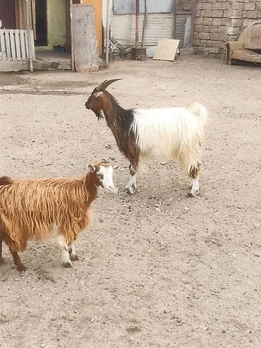 Cavan Heyvandi 3 qarın
Altında Dişi çəpiş
razılaşmaq olar lalafo.az -da Cavan Heyvandi 3 qarın
Altında Dişi çəpiş
razılaşmaq olar