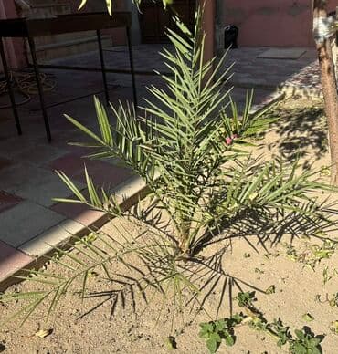 Букетные цветы: 9.10 ilin ağacıdır Xurma palmı fidanı - Növ: Xurma (Phoenix at lalafo.az — 2 Букетные цветы: 9.10 ilin ağacıdır Xurma palmı fidanı - Növ: Xurma (Phoenix — 2