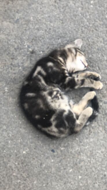 Erkək, Yaxşı əllərə lalafo.az -da Erkək, Yaxşı əllərə