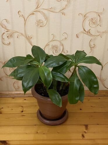 Ev bitkisi – tropik görünüşlü, iri parlaq tünd-yaşıl yarpaqlı. Plastik lalafo.az -da Ev bitkisi – tropik görünüşlü, iri parlaq tünd-yaşıl yarpaqlı. Plastik