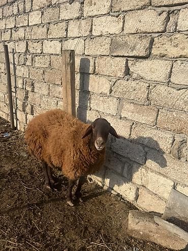 2ci qarin dogub bogazdi 3qarin dogacaq lalafo.az -da 2ci qarin dogub bogazdi 3qarin dogacaq