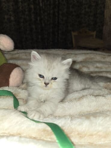 Erkək lalafo.az -da Erkək