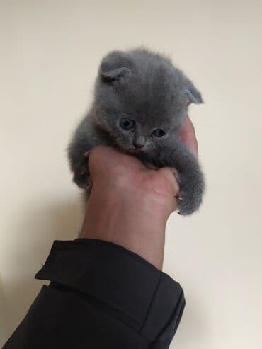 Şotland yastı qulaq lalafo.az -da Şotland yastı qulaq