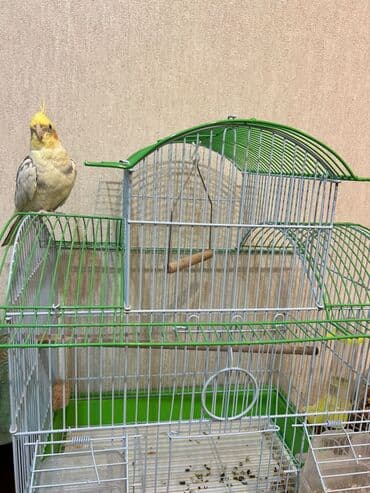 Məhsul: Nimfa (Cockatiel) tutuquşu + qəfəs komplekti Təsvir: - Rəng lalafo.az -da Məhsul: Nimfa (Cockatiel) tutuquşu + qəfəs komplekti Təsvir: - Rəng