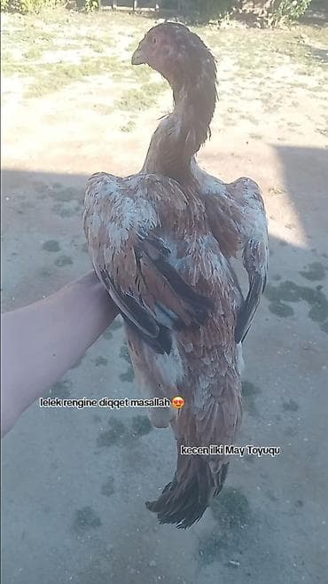 Toyuq, Damazlıq lalafo.az -da Toyuq, Damazlıq