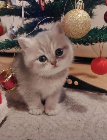 Qızıl şinşilla, Dişi, Yaxşı əllərə, Ünvandan götürmə lalafo.az -da Qızıl şinşilla, Dişi, Yaxşı əllərə, Ünvandan götürmə