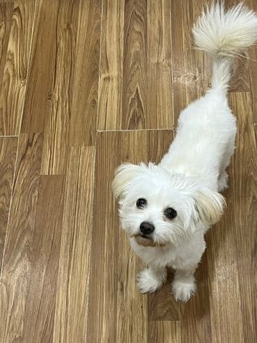 Malta bolonka lalafo.az -da Malta bolonka