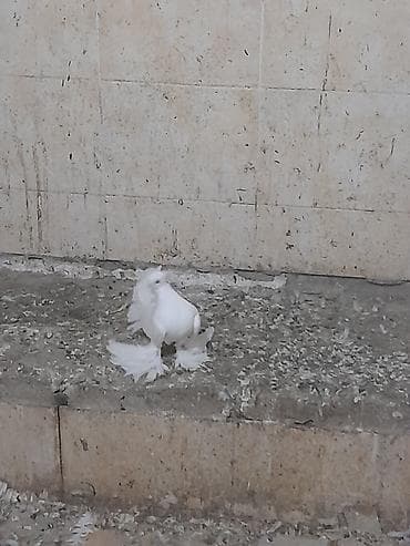 Hazır cüt pavlinlər. ağ dişi. o biri erkəydi. heç bir xəstəliyi yoxdu lalafo.az -da Hazır cüt pavlinlər. ağ dişi. o biri erkəydi. heç bir xəstəliyi yoxdu