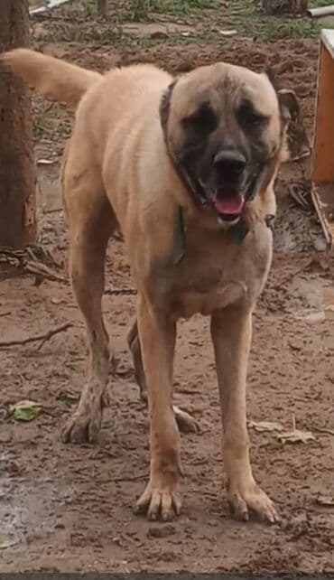 Kanqal lalafo.az -da Kanqal