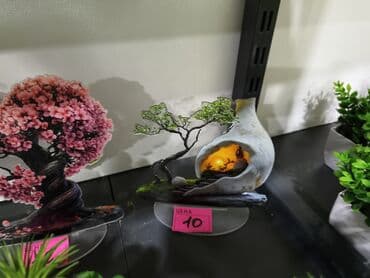 Fiqur lalafo.az -da Fiqur