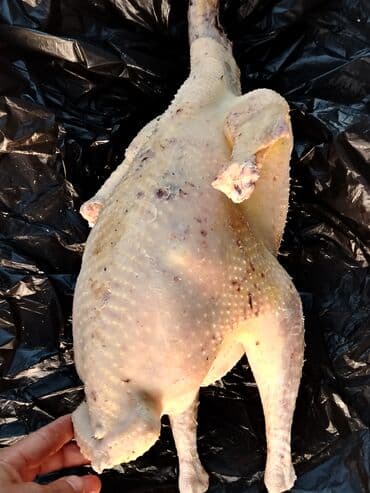 Dişi, Amerika, Ətlik, Ünvandan götürmə, Ödənişli çatdırılma, Rayonlara çatdırılma lalafo.az -da Dişi, Amerika, Ətlik, Ünvandan götürmə, Ödənişli çatdırılma, Rayonlara çatdırılma