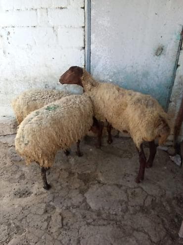 Qoyunlar satılır 3 dənəsi 1.100 manata real alıcıya endirim olacaq lalafo.az -da Qoyunlar satılır 3 dənəsi 1.100 manata real alıcıya endirim olacaq