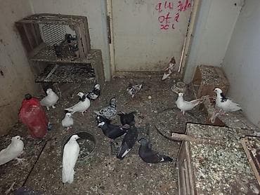 Razilasma yolu ilə balali ucuşdudular lalafo.az -da Razilasma yolu ilə balali ucuşdudular
