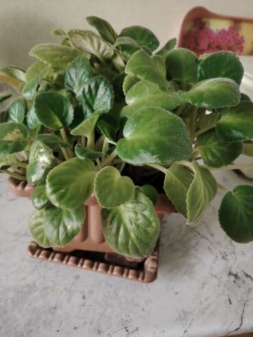 Fialka satilir yasəmən rəngi gül acir lalafo.az -da Fialka satilir yasəmən rəngi gül acir