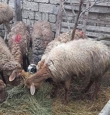 Salam tam saglam 21dene bogaz qoyun lalafo.az -da Salam tam saglam 21dene bogaz qoyun