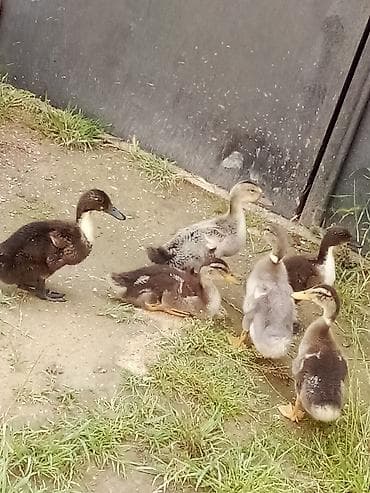 Sesli ördek balası bir aylıq hamısı bir yerdə çatdırılma pulsuzdur lalafo.az -da Sesli ördek balası bir aylıq hamısı bir yerdə çatdırılma pulsuzdur