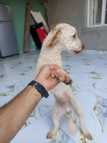 Pudel, 1 il, Erkek, Peyvəndli, Ünvandan götürmə lalafo.az -da Pudel, 1 il, Erkek, Peyvəndli, Ünvandan götürmə