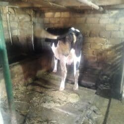 Kök kesimlik iney sarı iney 2700 ağ qara inəyin qiymeti
3700 lalafo.az -da Kök kesimlik iney sarı iney 2700 ağ qara inəyin qiymeti
3700