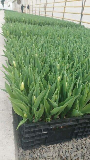 Bitki dərmanları: Məhsul: Lalə gülləri və lalə soğanlarından istixana yetişdirilməsi lalafo.az -da — 4 Bitki dərmanları: Məhsul: Lalə gülləri və lalə soğanlarından istixana yetişdirilməsi — 4